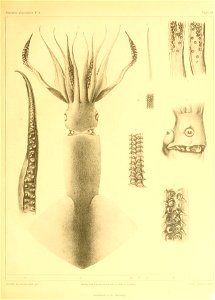 n178_w1150