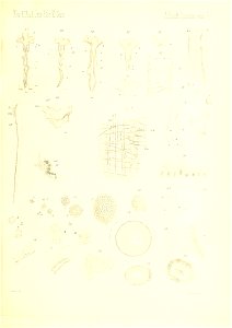 n442_w1150