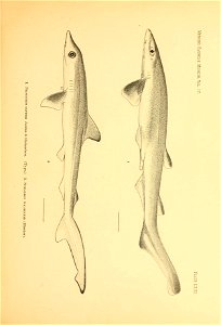 n56_w1150