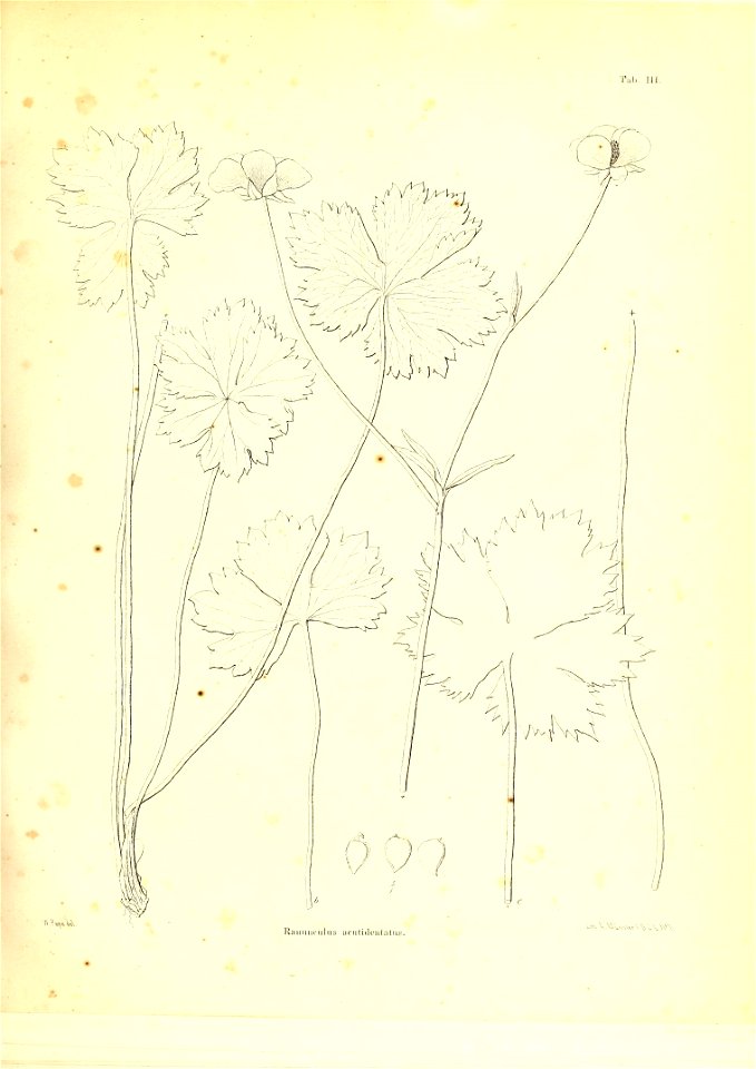 n576_w1150
