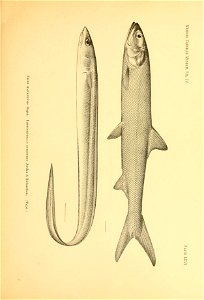 n62_w1150