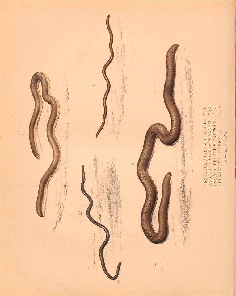 n229_w1150