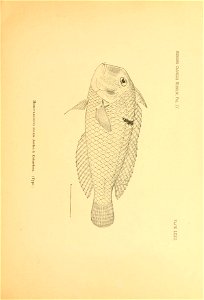 n74_w1150