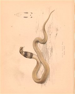 n81_w1150