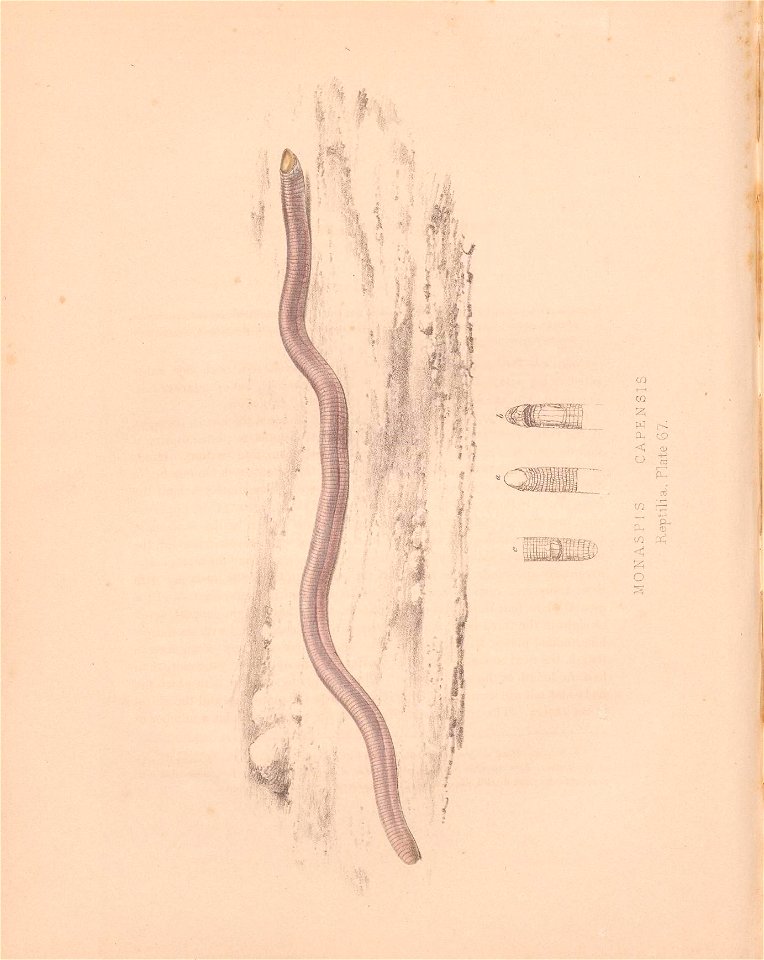 n295_w1150