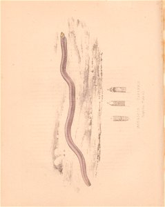 n295_w1150
