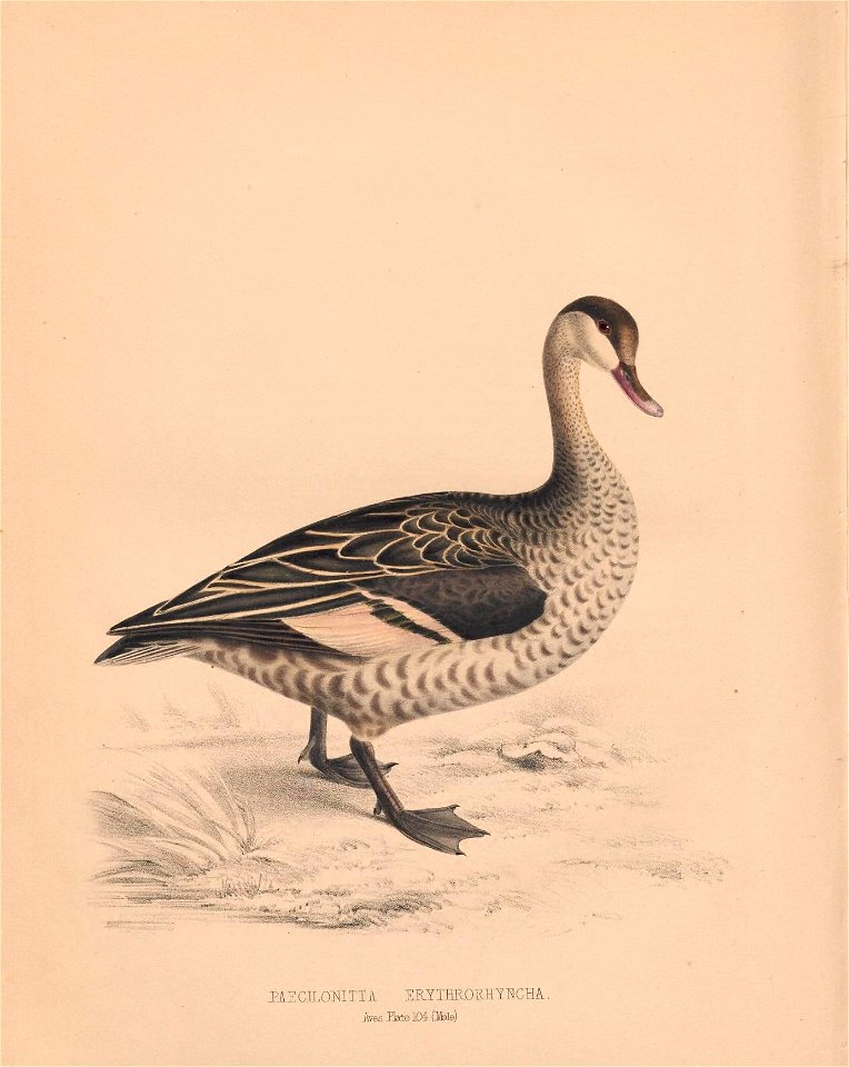 n449_w1150