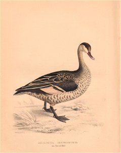 n449_w1150