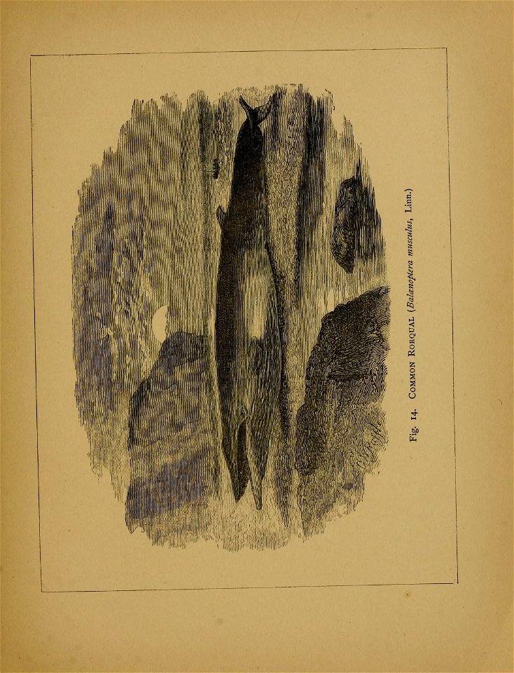 n82_w1150