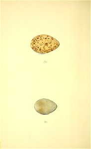 n337_w1150