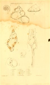 n274_w1150