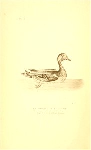 n17_w1150
