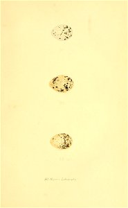 n80_w1150