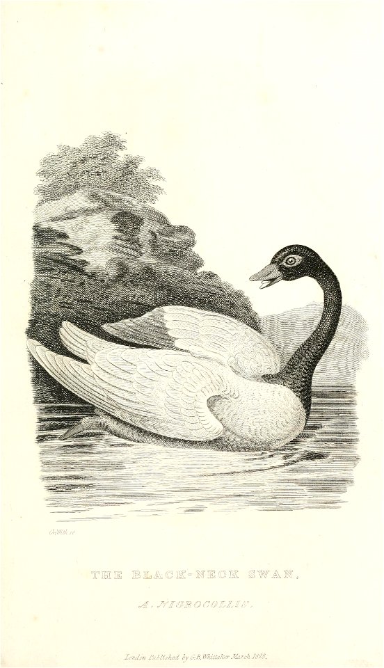 n414_w1150