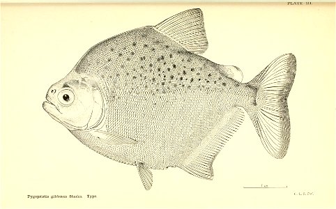n92_w1150