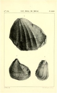 n540_w1150