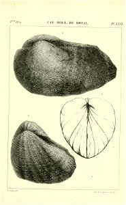 n538_w1150