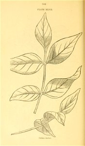 n165_w1150