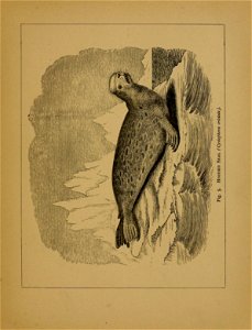 n36_w1150