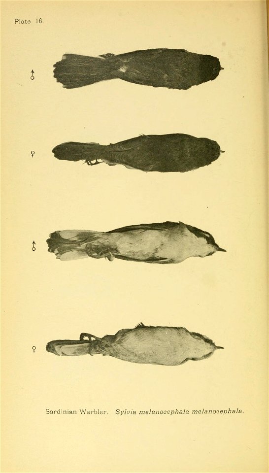 n155_w1150