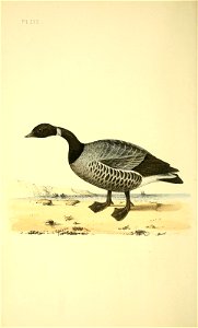 n55_w1150