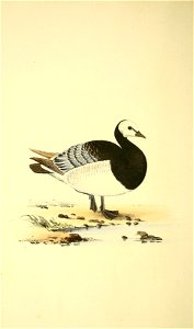 n49_w1150
