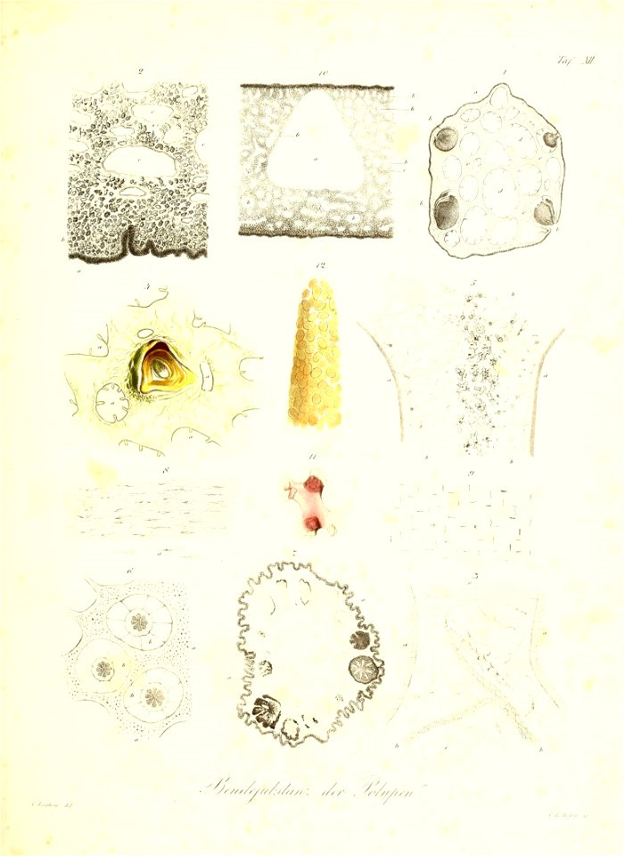 n224_w1150