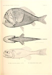 n790_w1150