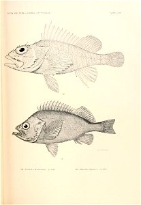n818_w1150