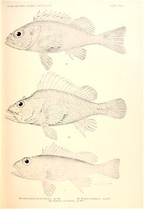n816_w1150