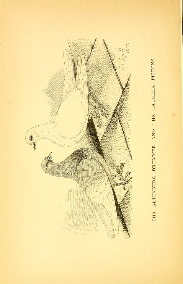 n199_w1150