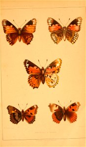 n552_w1150