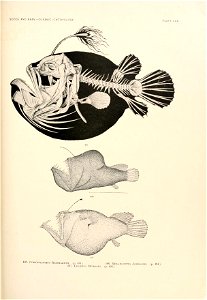 n920_w1150