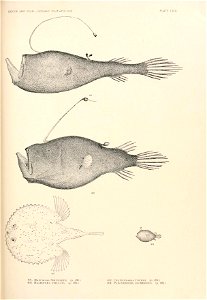 n918_w1150
