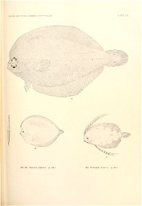 n888_w1150