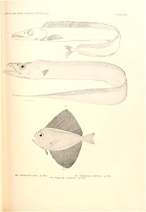 n798_w1150