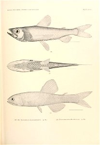 n738_w1150