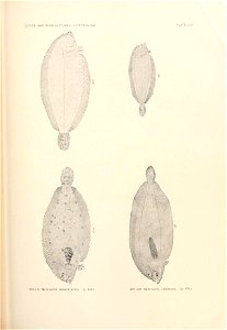 n886_w1150