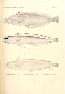 n856_w1150
