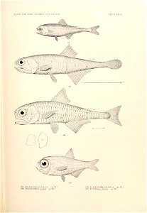 n736_w1150