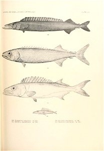 n794_w1150