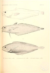 n862_w1150