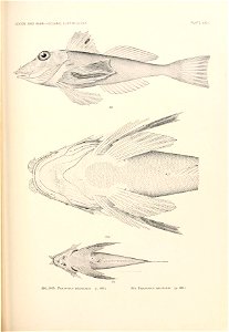 n904_w1150