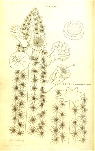 n129_w1150