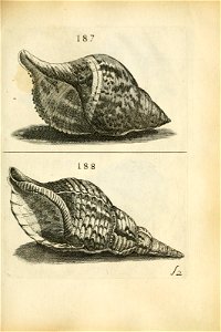 n451_w1150