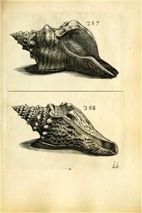 n505_w1150