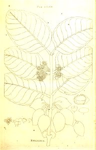 n266_w1150