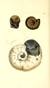 n363_w1150