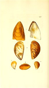 n295_w1150