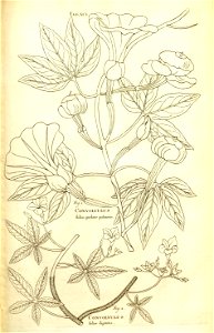 n175_w1150